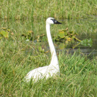 Trumpeter Swan